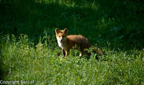 Renard roux