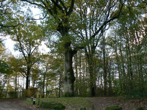 arbre "remarquable "dans la forêt de Montgé