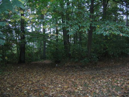 Les sous-bois